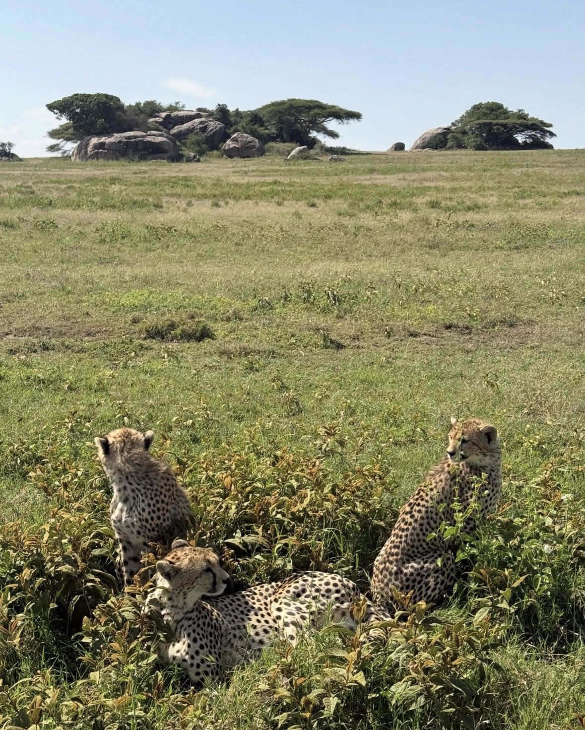 4 Days Maun and Chobe National Park All inclusive