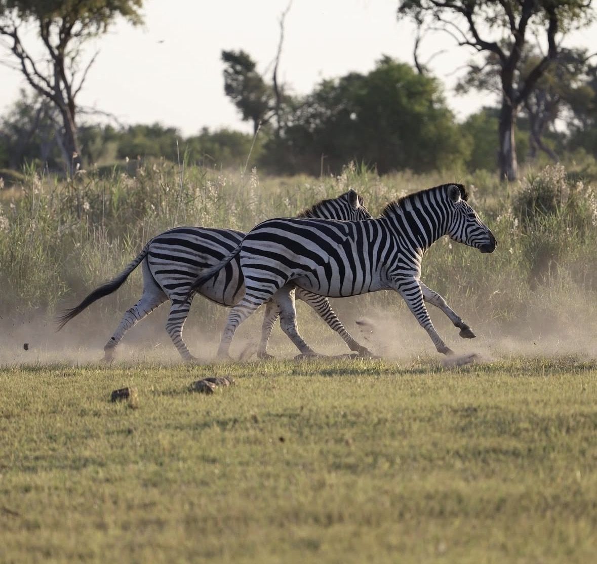 Open safari vehicle with guests in khaki clothing spotting wildlife at dawn in the delta